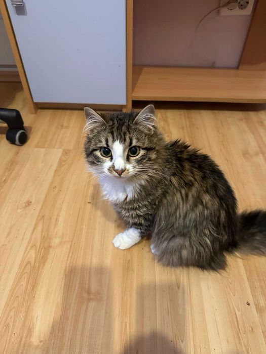 Коте за осиновяване
