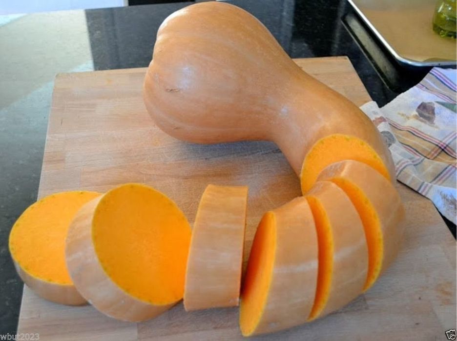 Seminte Placintar ' Zucchini Tromboncino ( 100 seminte