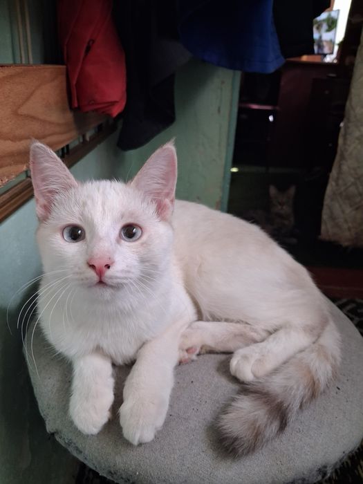 Белый котёнок, ищет дом.