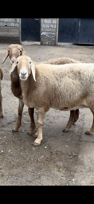 Саулық арашан