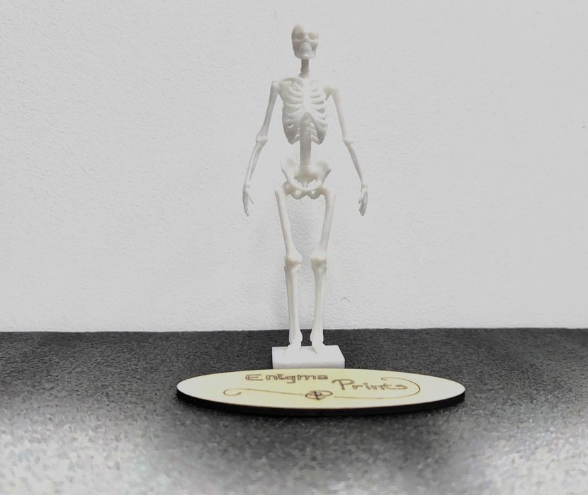 Schelet anatomic 3D