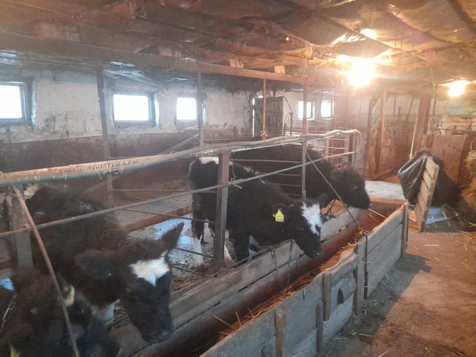 Продаются бычки на откорм