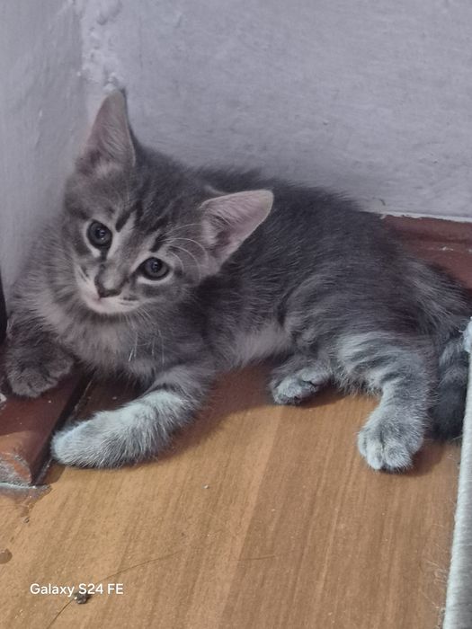 Продам котенка 1
