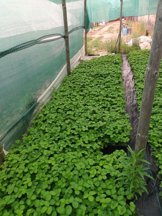 Разсад ягоди  в тарелки