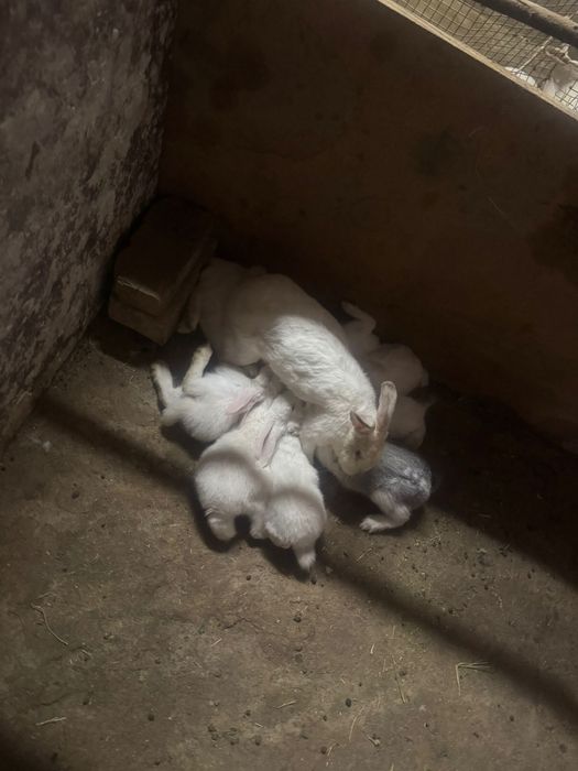 Кролики самка самка