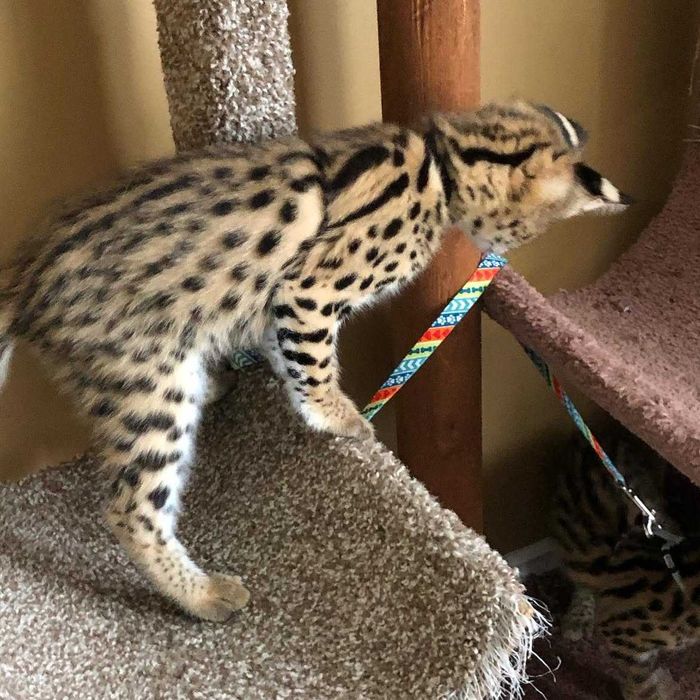 Pui de serval superb