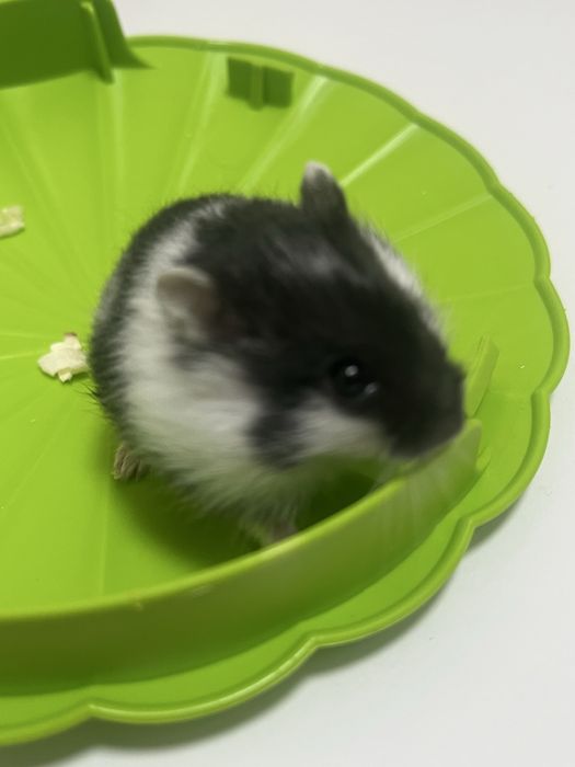 Vand pui de hamster pitic 35 lei bucata