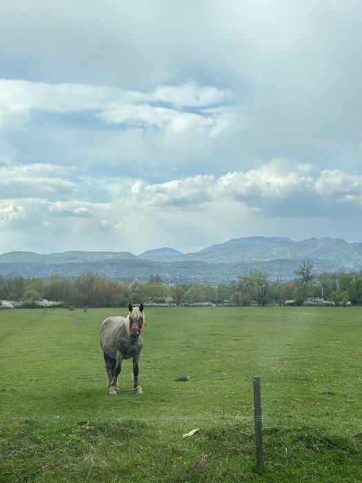 Vând iapă semi-grea