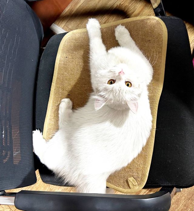 Котята Турецкой Ангоры