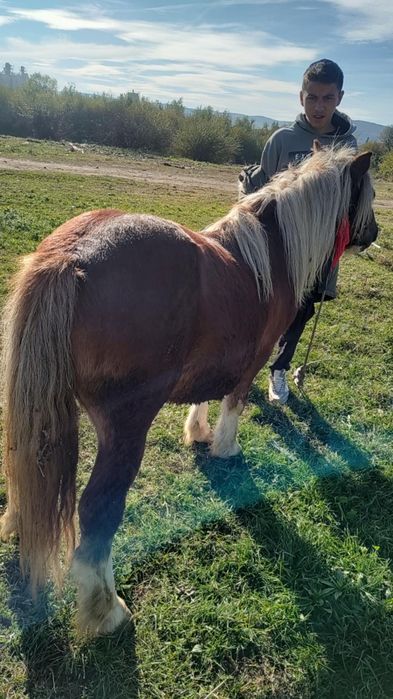 Vând ponei 5 ani