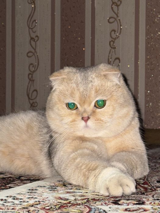 Scotish fold straight на вязку