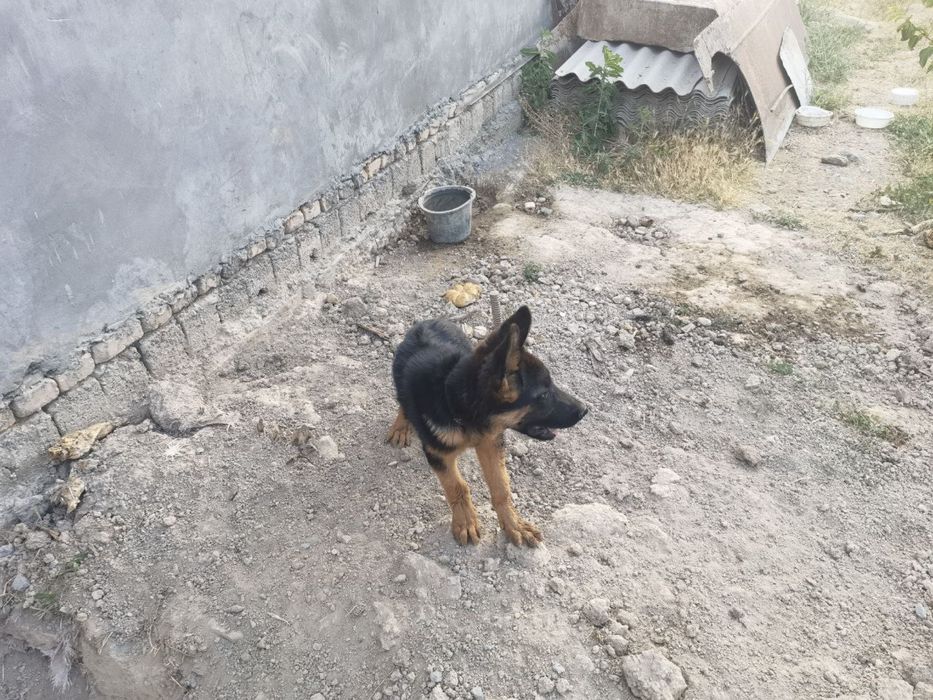 Немецкая овчарка