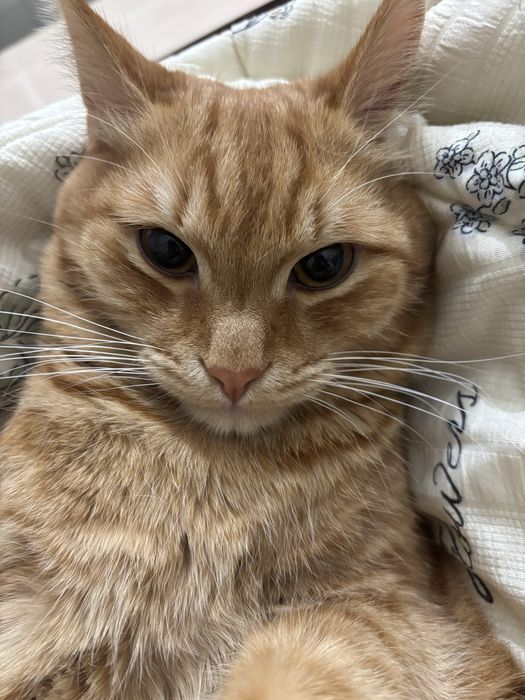 Отдам кота на добрые руки