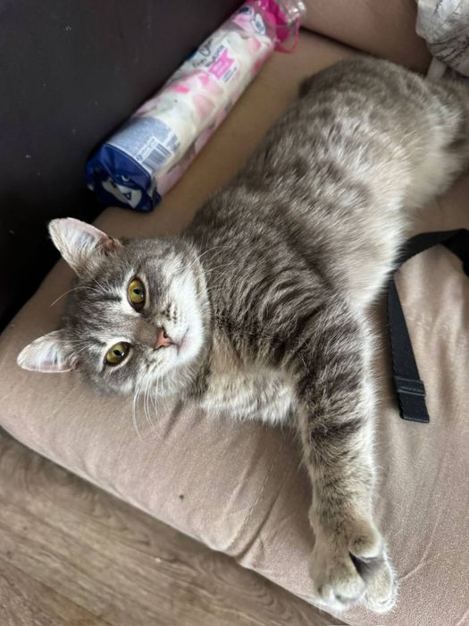 Кошка (6 мес) ищет дом