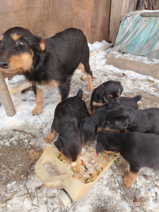 Продам щенят, породы ягтерьер.