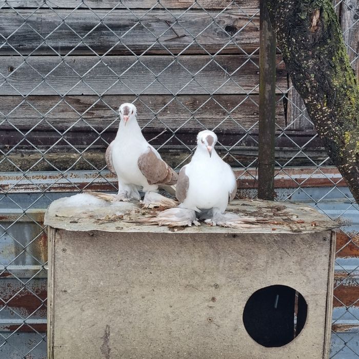 vand o per randunele de saxonia am si satineti de vanzare ...