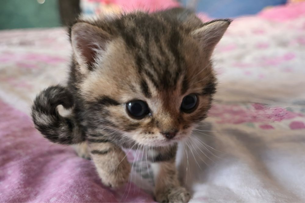 котята ТАББИ британцы метис с РИНГТЕЙЛОМ