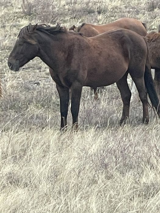 Айгыр сатылады 8 жасар