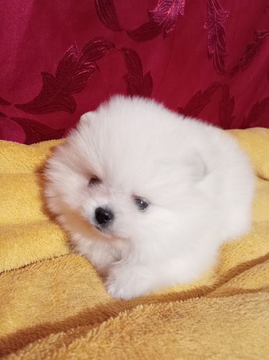 Продам щенка шпица