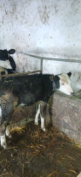 Продавам 6 броя телета