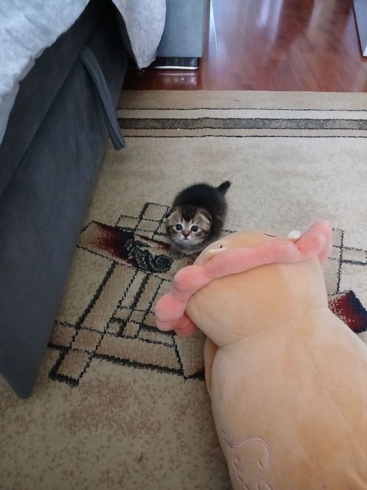 продаю котёнка девачку