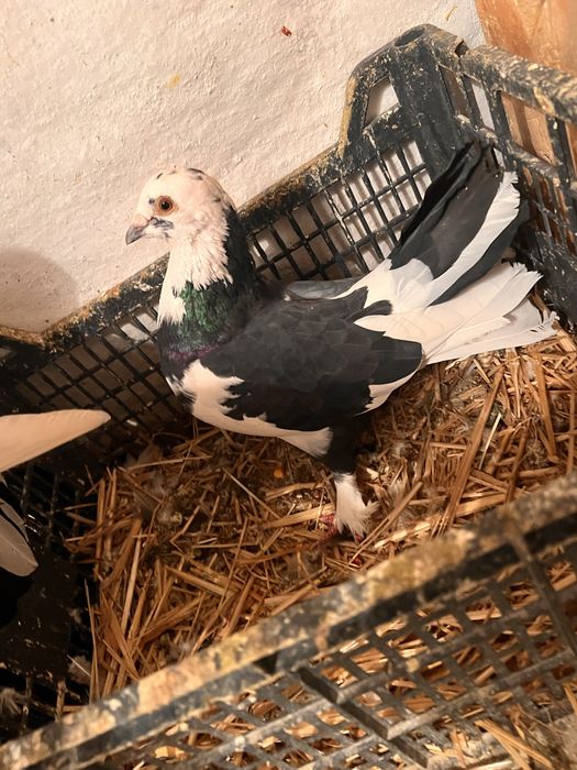 Vand 12 porunbei voiajori