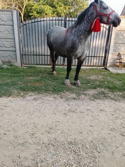 Iapa de vanzare de 5 ani