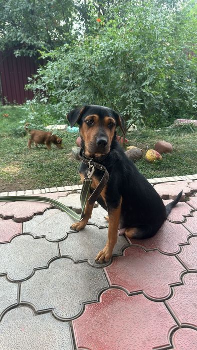 Щенки 2х месячные