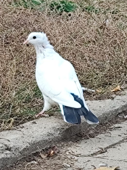 Голуби  белые  продаются.