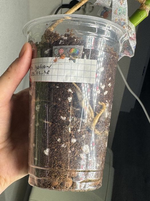 Монстера yellow