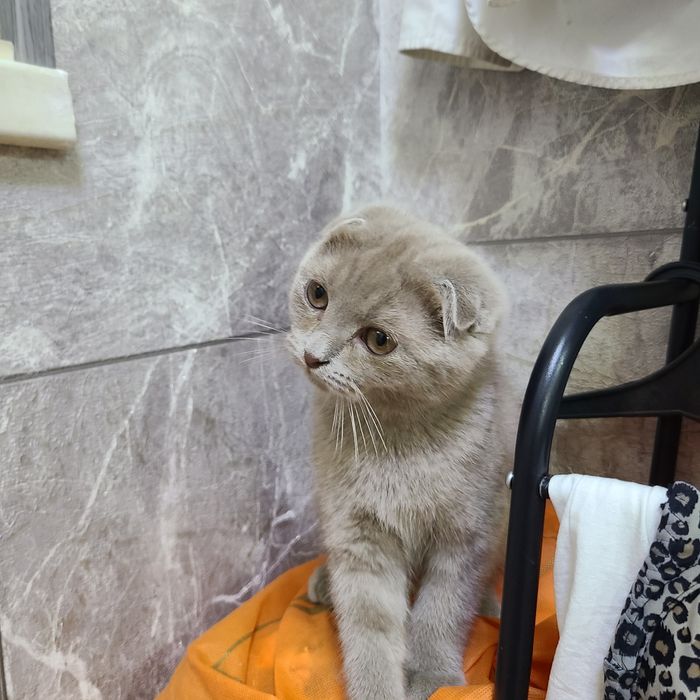 Продаётся котёнок скотиш фолд окрас лиловый