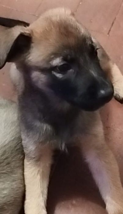 Предлагаются друзья для вашего дома