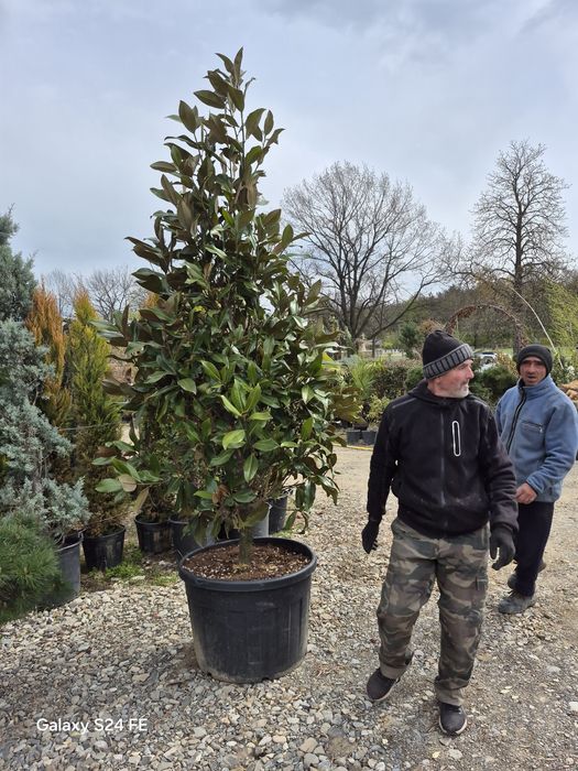 Magnolia  grandiflora