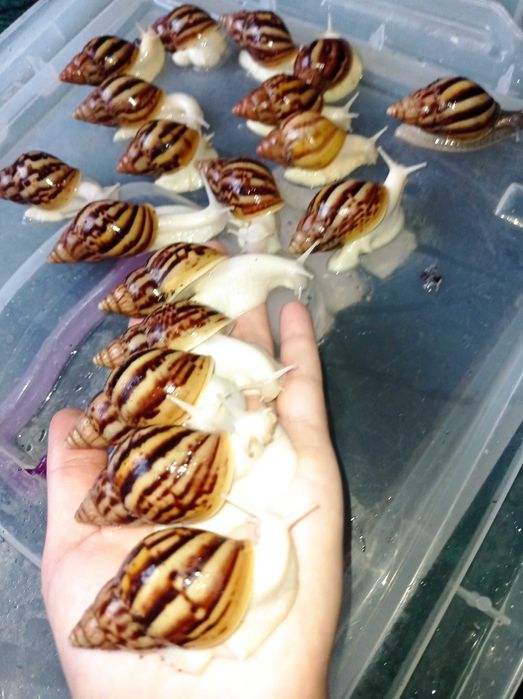 Ulitka soğlom aktiv terapiyaga tayyor optim va donaga bor.