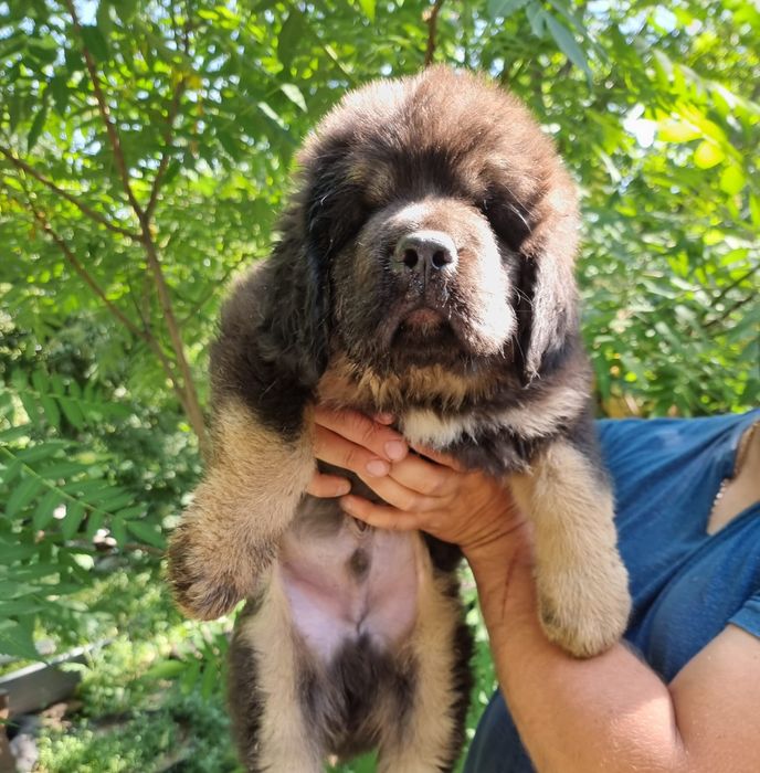 Щенки Тибетского Мастифа.