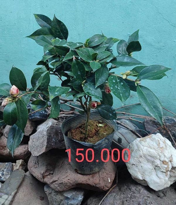 Камелии разные продам