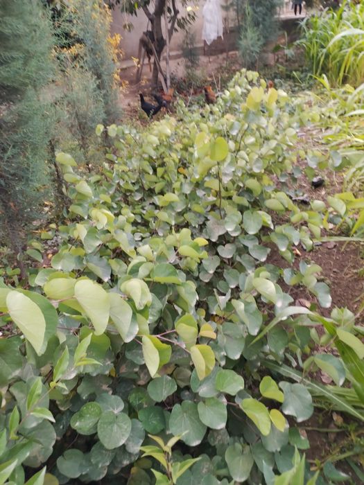 Film onlayn porno cums ichida