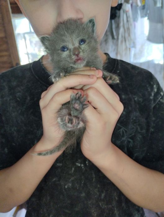 Срочно отдам котят