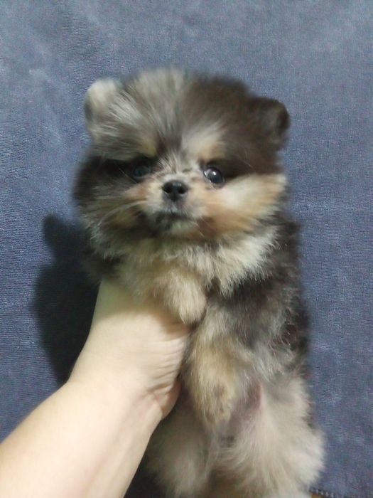 Щенки померанского шпица