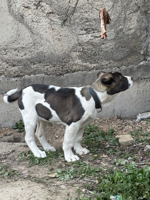 Күшік линия қарабас!!!