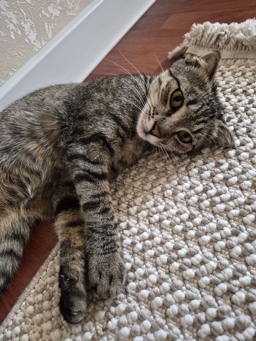 Котенок ищет дом