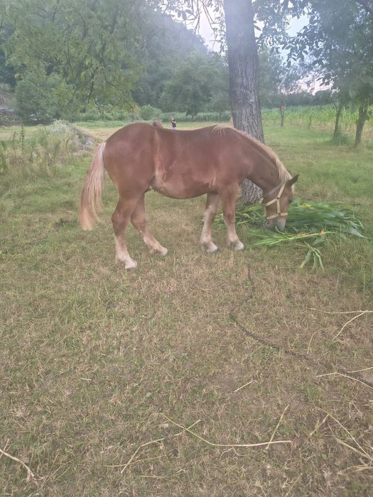Vand  mânz  șarg  de un an de zile