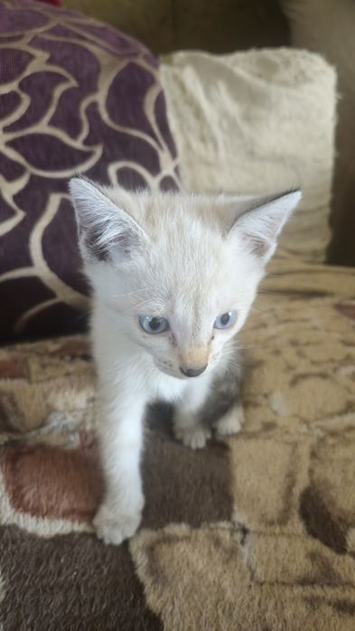 Отдам котят в надежные руки