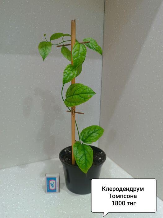 Цветы комнатные в горшках