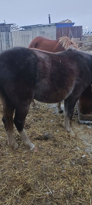 Продам жеребчика