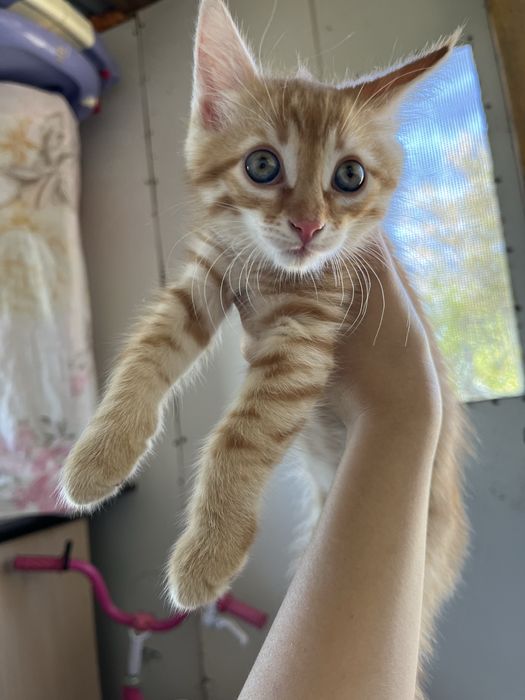 Отдам Кота Бесплатно