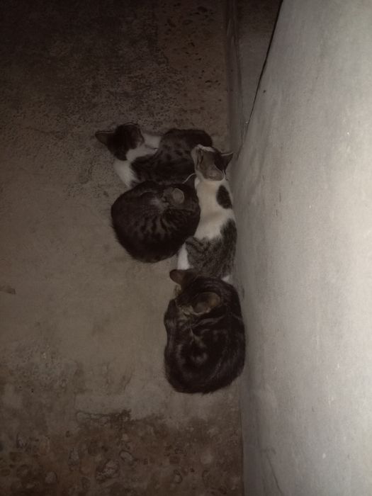 Mushuk bolalari 4talasi erkak hadya qilinadi