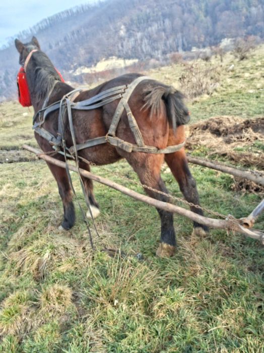 Văd   cal de 10 ani garantat de tras și aspru