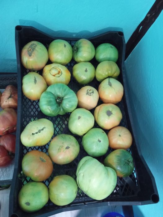 Продам домашние помидоры
