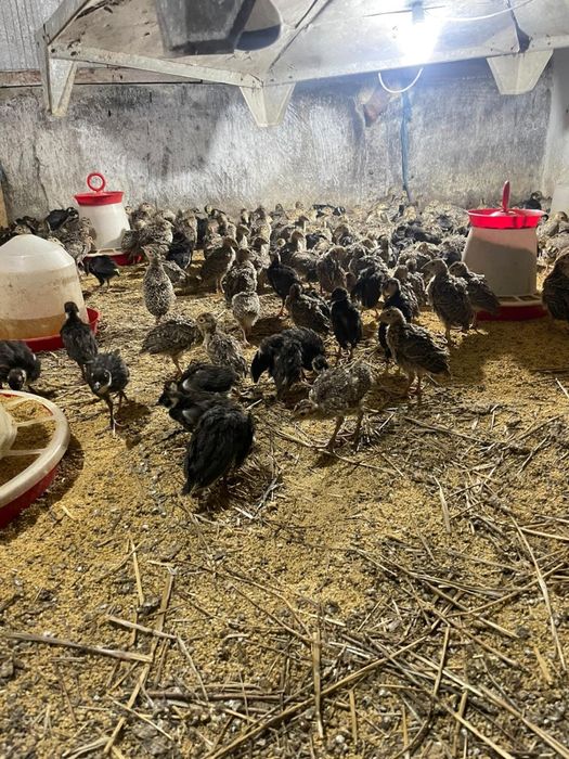 Pui de fazan la 3 saptamani (rasa comun sau temebros)